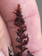 Microcladia coulteri