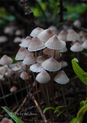 Mycena rubromarginata