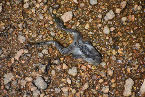 iNaturalist observation photo of Sierra Nevada Yellow-legged Frog