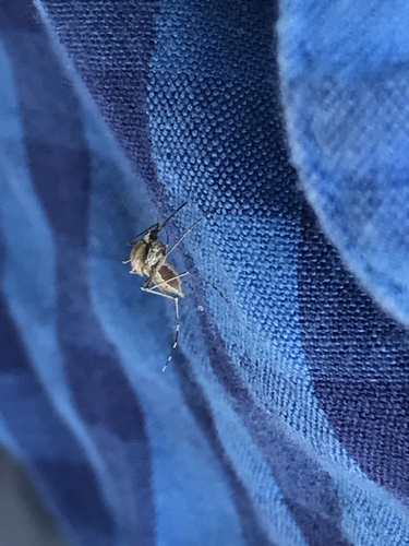 Aedes nigromaculis photo 3
