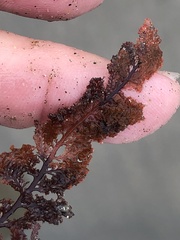 Microcladia coulteri