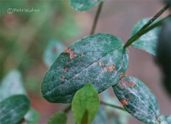 Erysiphe hyperici