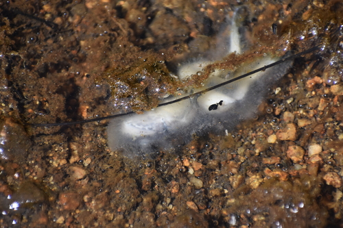 iNaturalist observation photo of Sierra Nevada Yellow-legged Frog