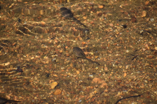iNaturalist observation photo of Sierra Nevada Yellow-legged Frog