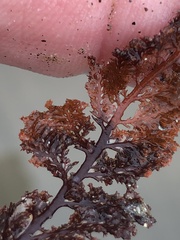 Microcladia coulteri