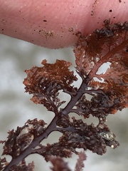 Microcladia coulteri