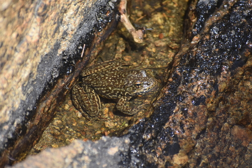 iNaturalist observation photo of Sierra Nevada Yellow-legged Frog