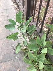 Nicotiana glauca