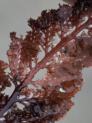 Microcladia coulteri