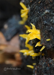 Calocera furcata