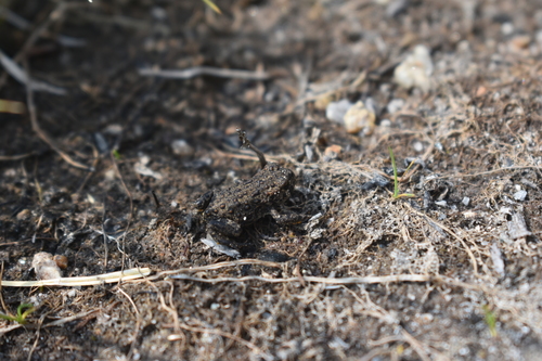 iNaturalist observation photo of Yosemite Toad