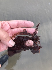 Microcladia coulteri