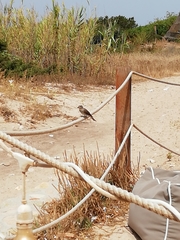 Muscicapa striata tyrrhenica