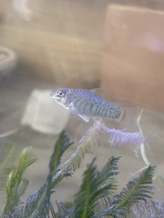 Floridichthys carpio