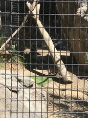 Lemur