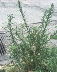 Erigeron bonariensis