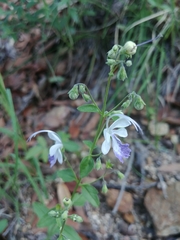 Trichostema arizonicum