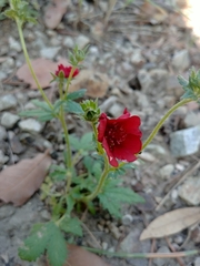 Potentilla thurberi