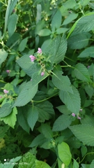 Galeopsis bifida