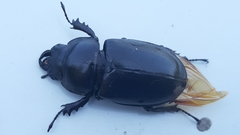 Lucanus