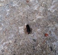 Loboptera