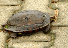 Rhinoclemmys pulcherrima rogerbarbouri