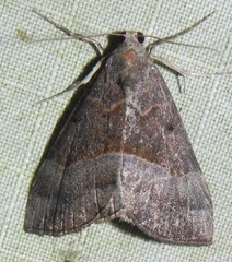 Hypena eductalis