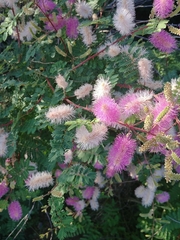 Mimosa dysocarpa