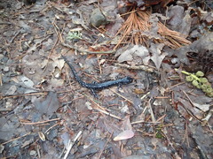 Plethodon sequoyah