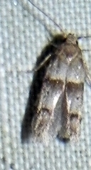 Blastobasis pulchella