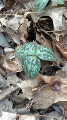 Trillium cuneatum