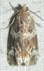 Olethreutes valdanum