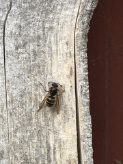 Dolichovespula media