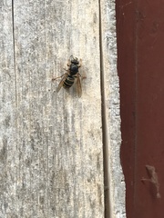 Dolichovespula media