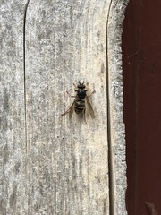 Dolichovespula media