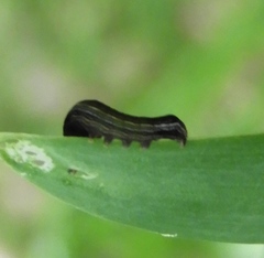 Spodoptera cosmioides