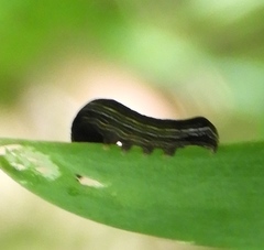 Spodoptera cosmioides