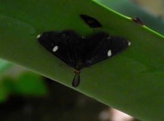 Melanchroia vazquezae