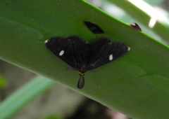 Melanchroia vazquezae