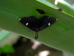 Melanchroia vazquezae