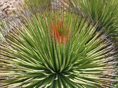 Agave striata striata