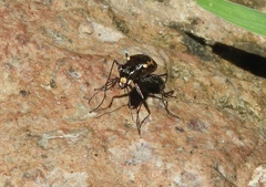 Cicindela hydrophoba