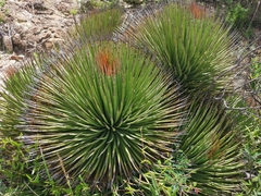 Agave striata striata