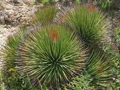 Agave striata striata