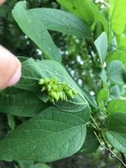 Celticecis spiniformis