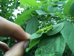 Celticecis spiniformis