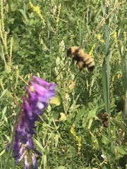 Bombus fervidus
