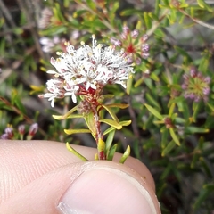 Agathosma serpyllacea