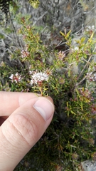 Agathosma serpyllacea