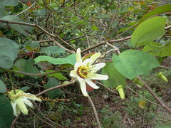 Passiflora yucatanensis